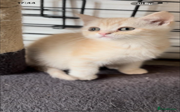 British Shorthair cats for sale: Last Chunky Golden Boy  ❤️ - Image 3