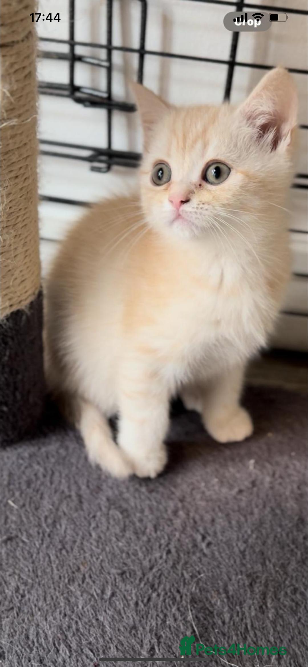 British Shorthair cats for sale: Last Chunky Golden Boy  ❤️ - Image 3