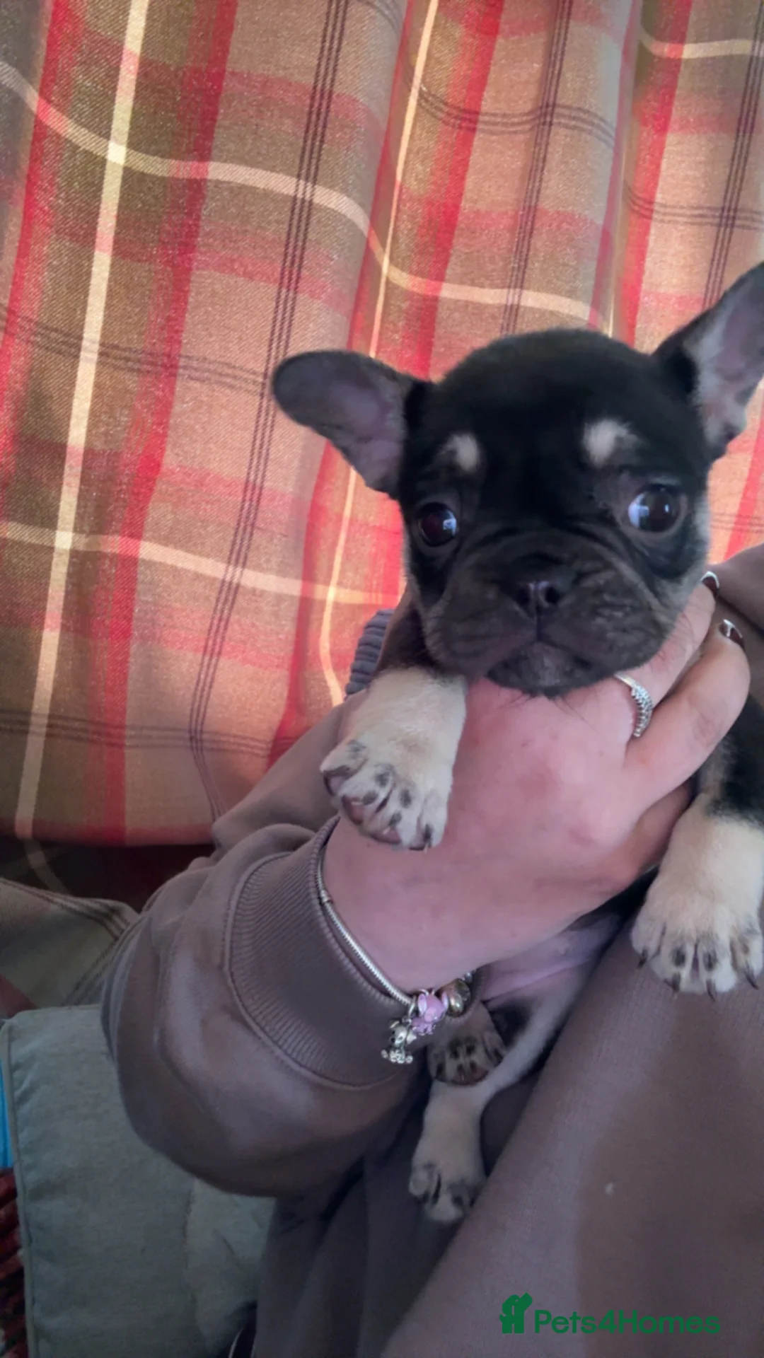 French Bulldog dogs for sale: French bulldog puppies for sale  - Advert 2