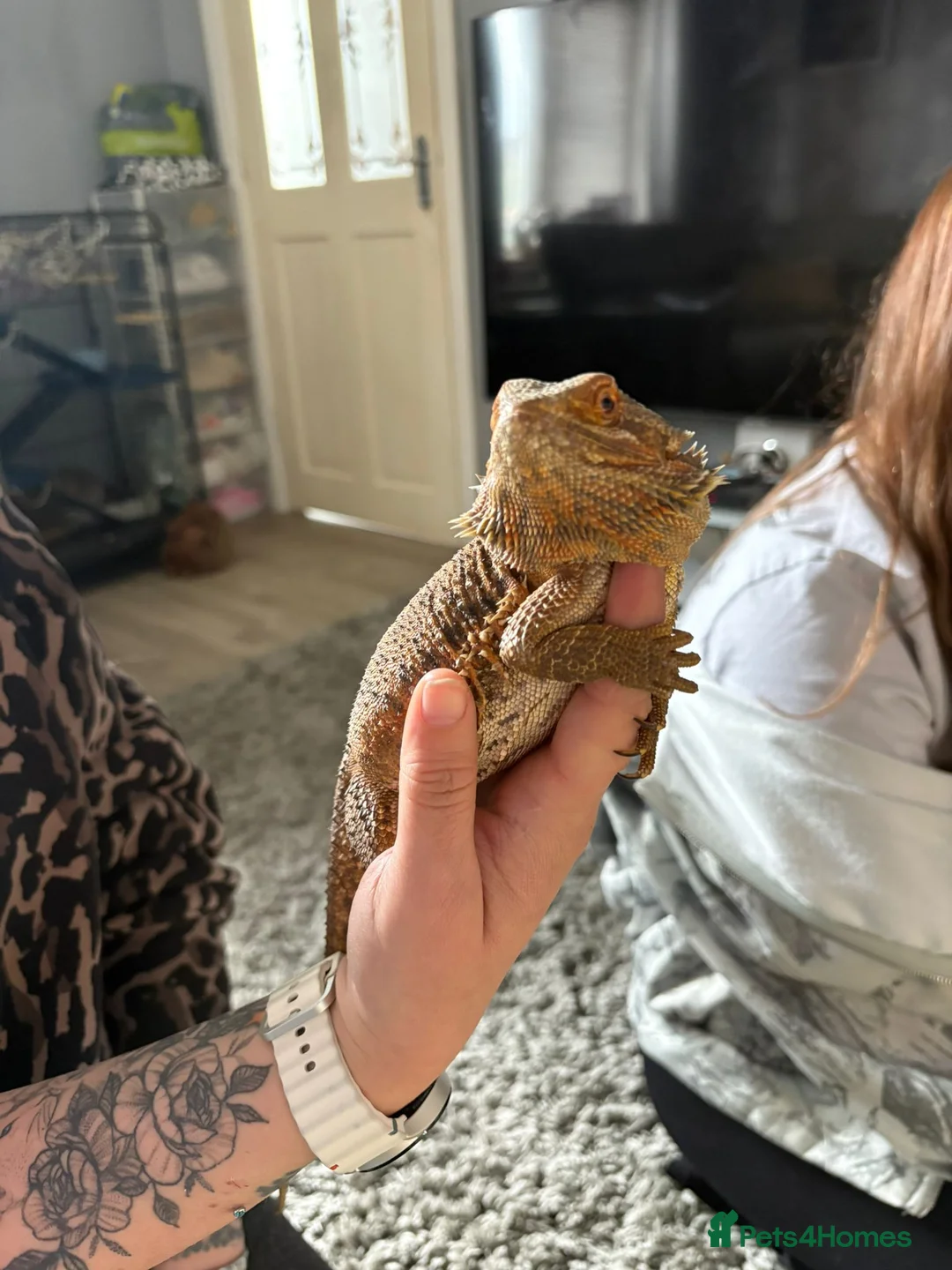 Bearded Dragon reptiles for sale: Bearded dragon no enclosure  - Advert 2