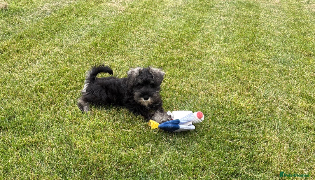Miniature Schnauzer dogs for sale: Stunning Litter of KC Miniature Schnauzer pups - Image 9
