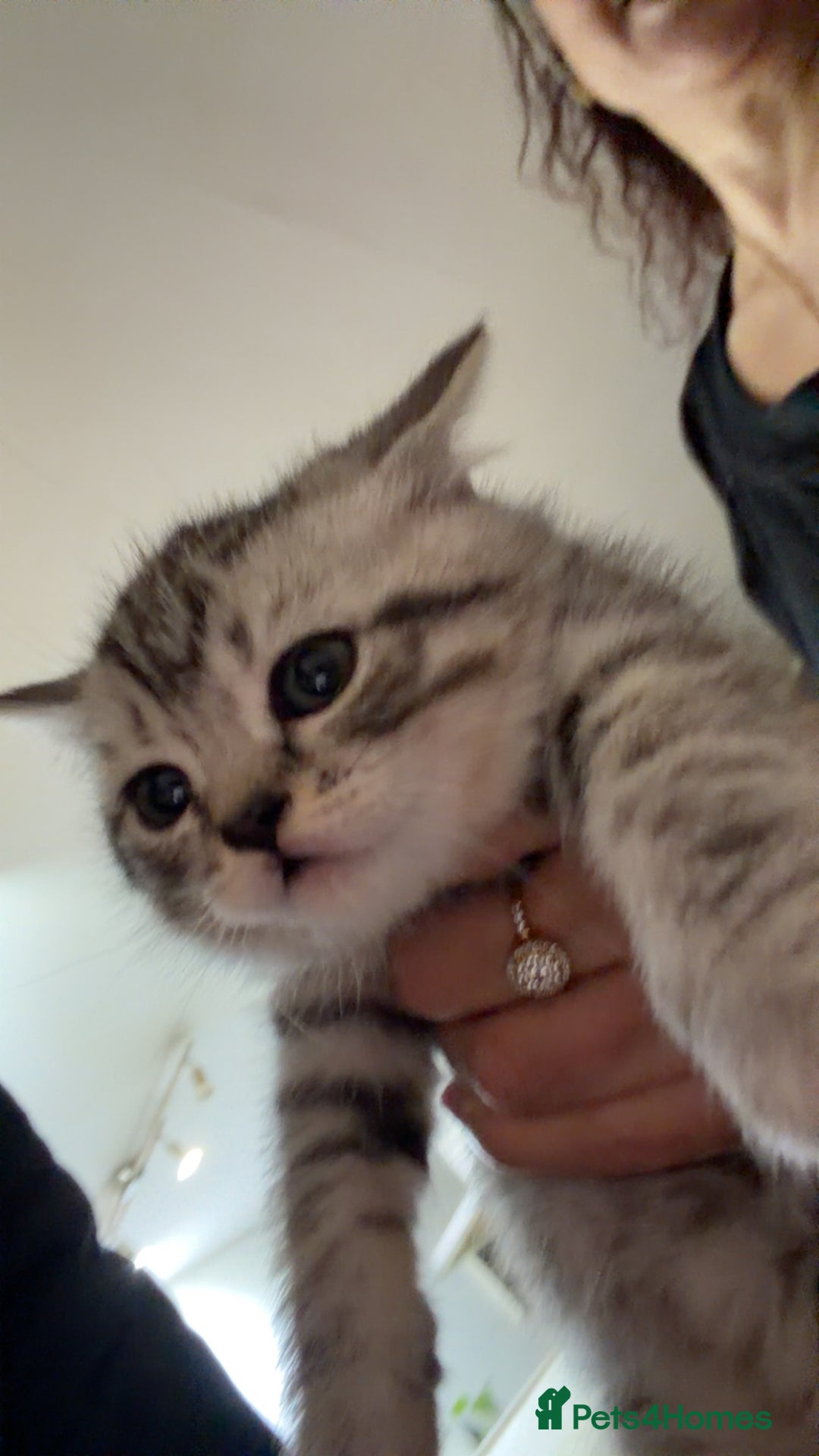 Scottish Fold cats for sale: Scottish fold beautiful kittens - Advert 9