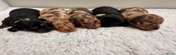 Miniature Dachshund dogs for sale: Miniature dachshund puppies - Advert 11
