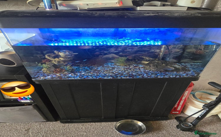 Barbs fish Tropical fish tank and fish  - Advert 2