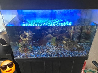 Barbs fish Tropical fish tank and fish - Advert 2