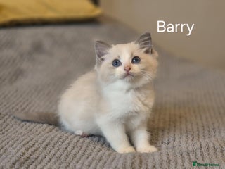 Ragdoll cats 3 Tica Registered Males For Sale - Advert 10