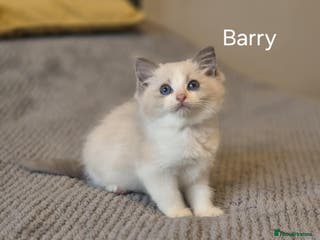 Ragdoll cats 1 Male Tica Registered Available. Ready Now - Advert 4