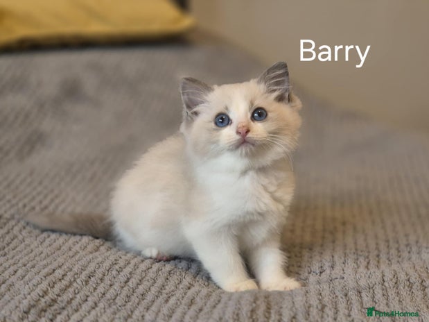 Ragdoll cats - Advert 9