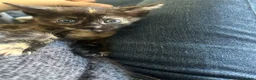 Mixed Breed cats for sale: Female tortie kitten - Advert 5