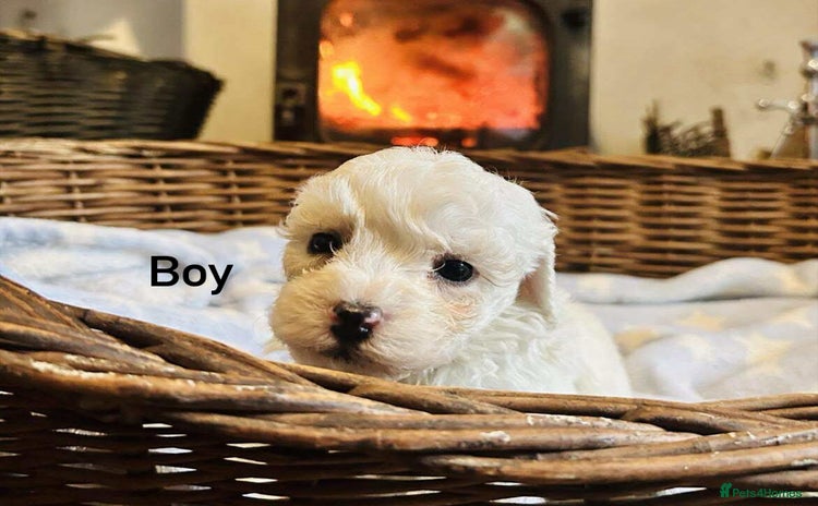 Poochon dogs - Advert 2