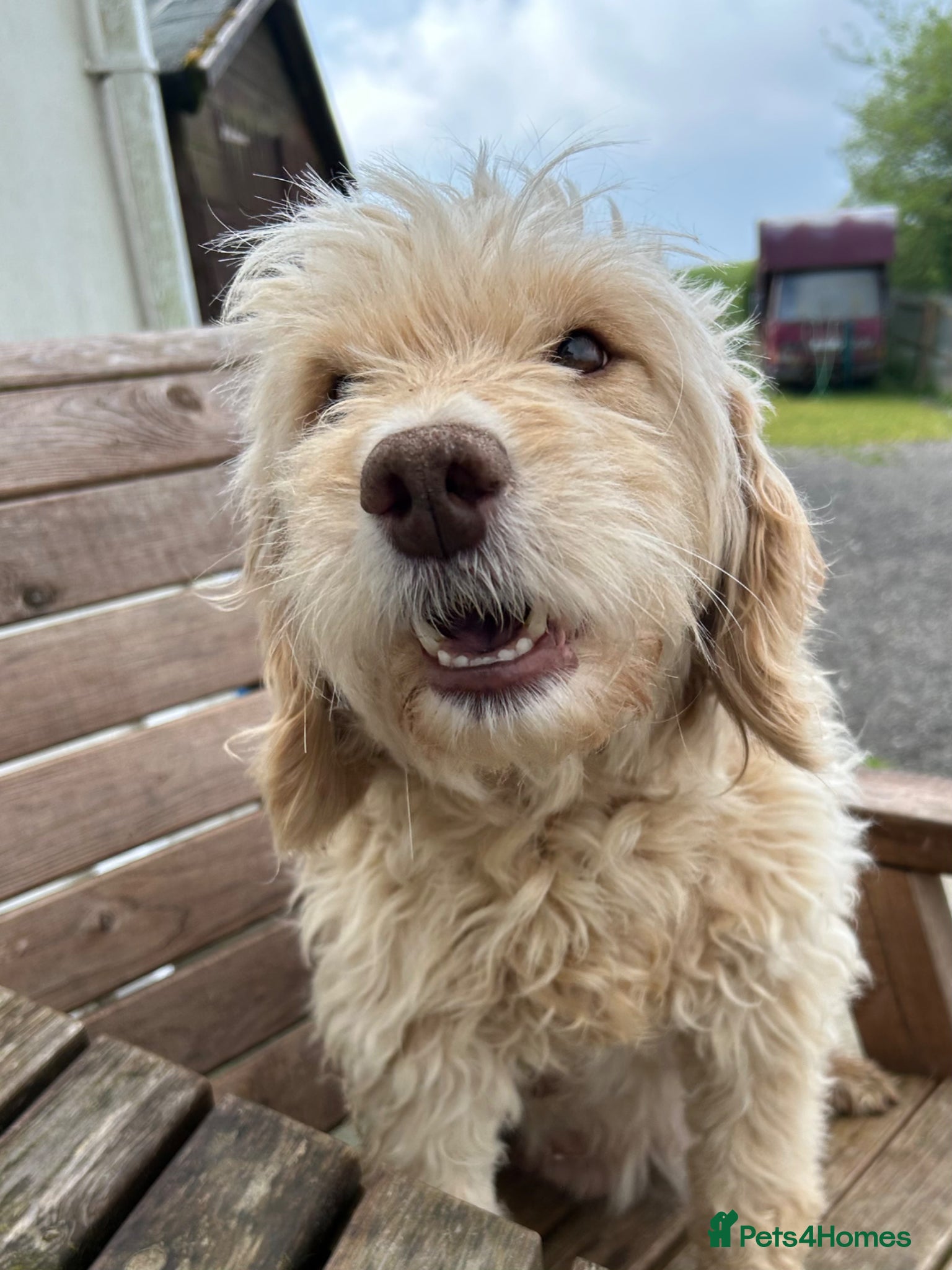 Mixed Breed dogs for sale: Mini Doodle x Cocker pups - Advert 5