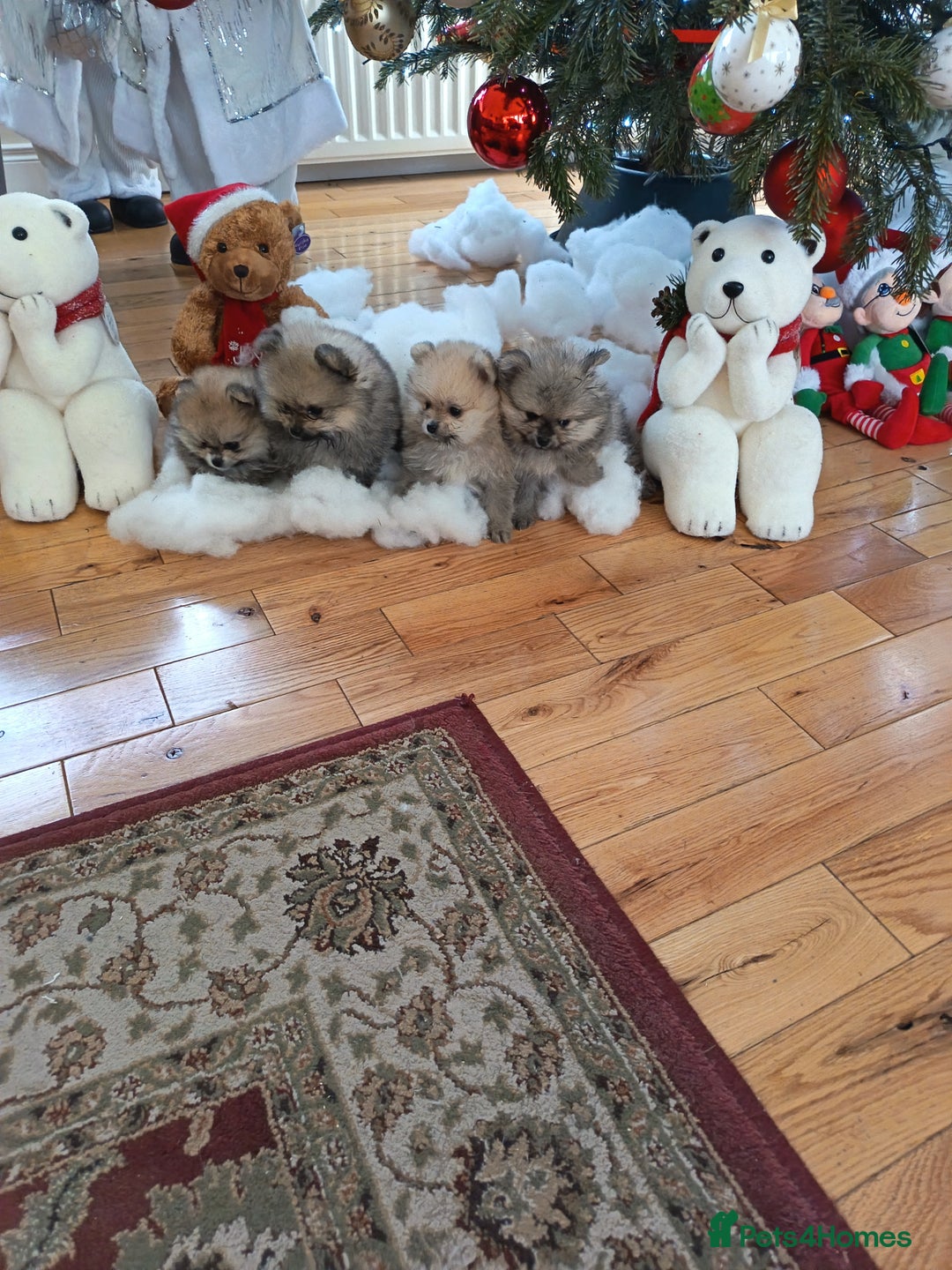 Pomeranian dogs for sale: 2 POMERANIAN PUPPIES FOR SALE - 1 girl and 1 boy - Advert 13