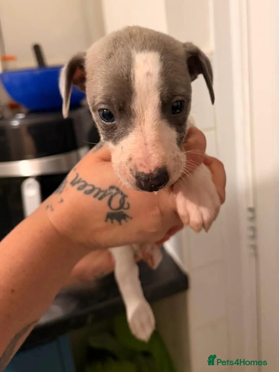 Whippet dogs for sale: Whippet puppies  - Advert 1