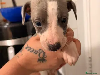 Whippet dogs Whippet puppies - Advert 1