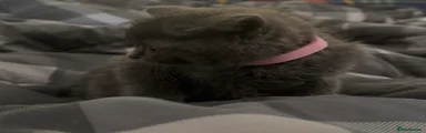 British Shorthair 3
