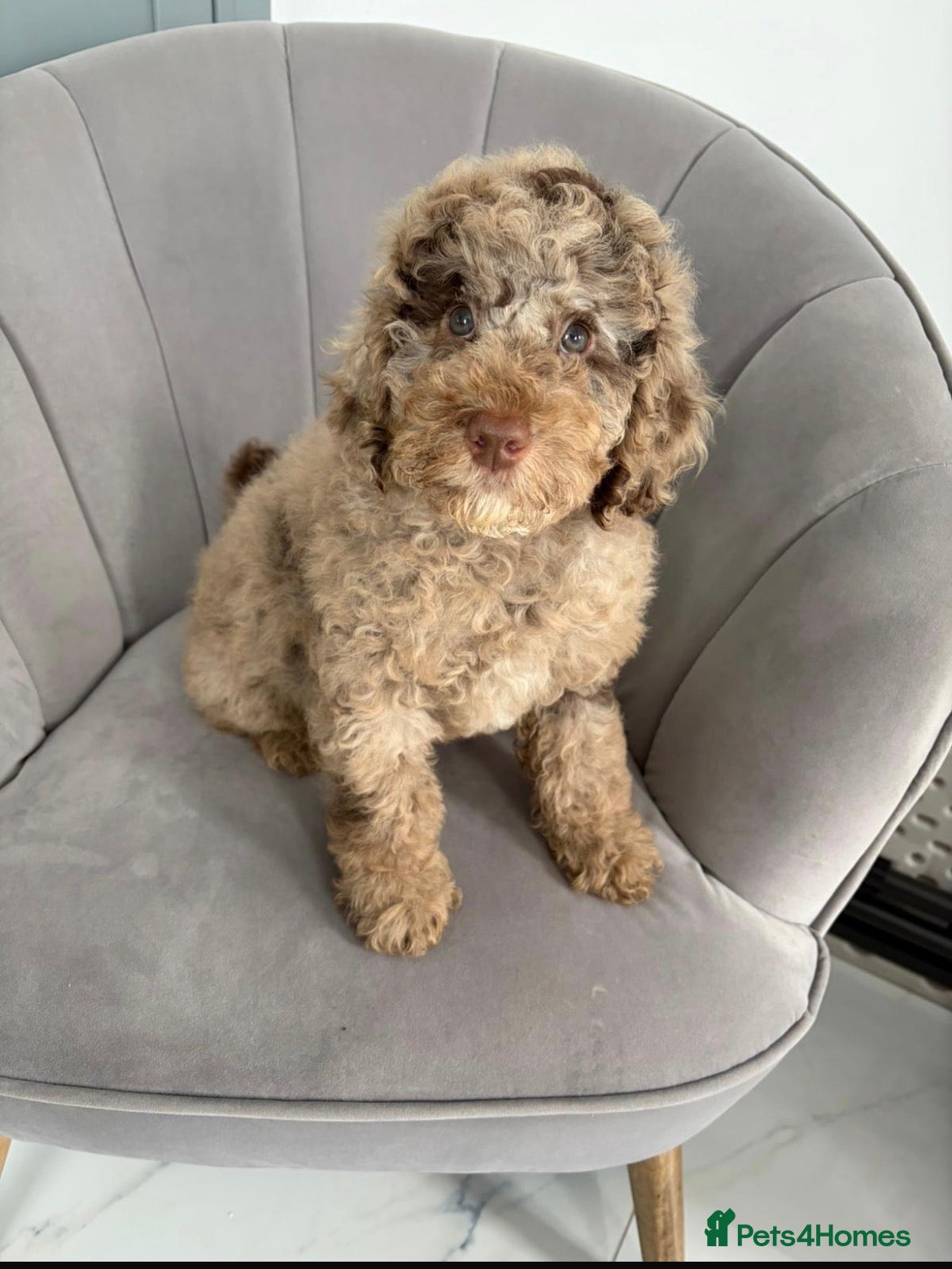 Cockapoo dogs F1b cockapoo puppies  - Advert 8