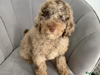 Cockapoo dogs F1b cockapoo puppies - Advert 8