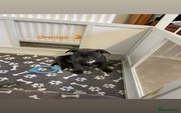Staffordshire Bull Terrier dogs for sale: Exceptional Champion Pedigree, *READY NOW* - Image 5