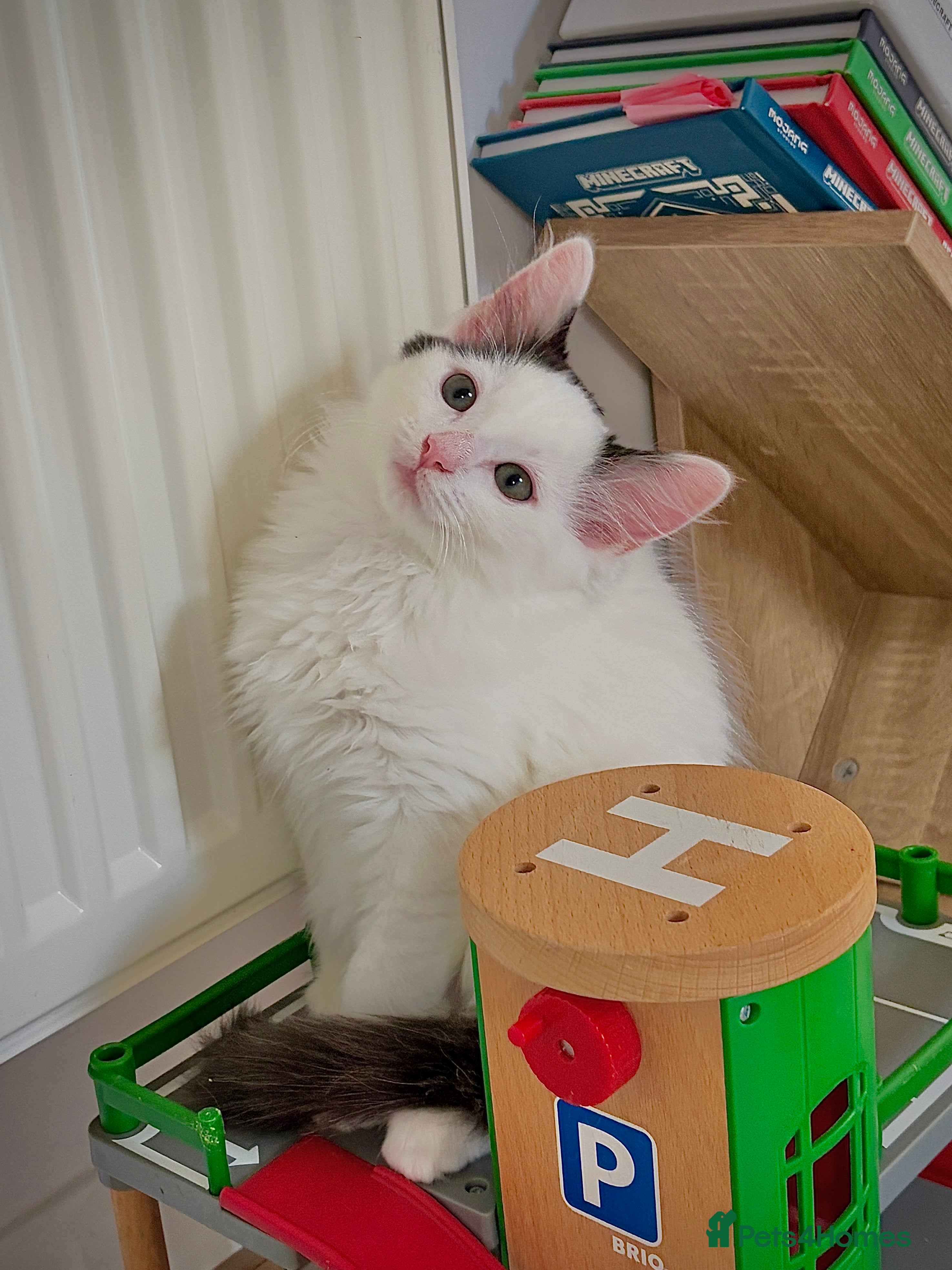 Mixed Breed cats Bobtail Ragdoll mixed - Advert 2