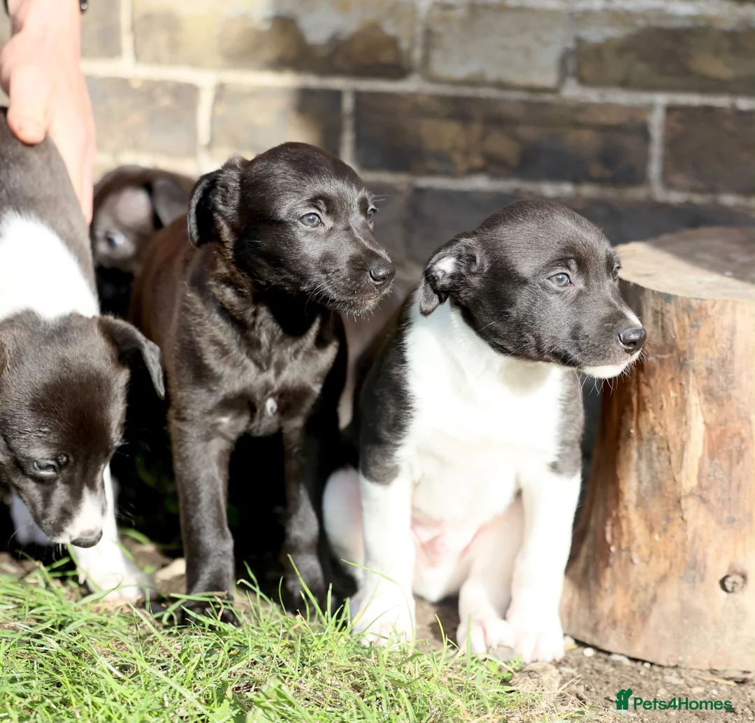 Mixed Breed dogs for sale: 🐾 Whippet × Lurcher Puppies 🐾 - Advert 2