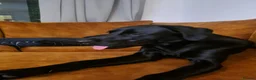 Labrador Retriever dogs for sale: Adorable Black Lab in Whitchurch - Advert 5