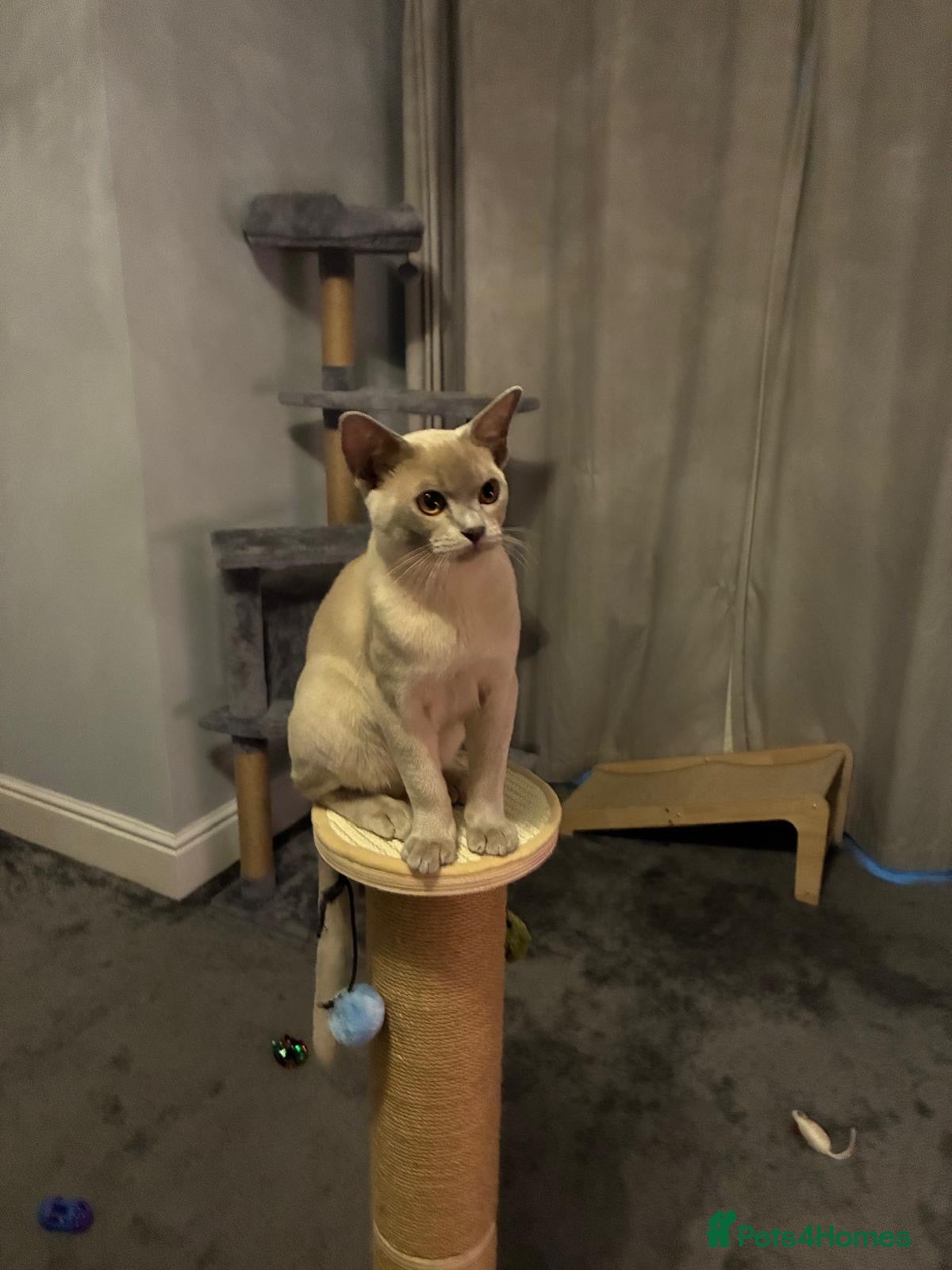 Burmese cats Burmese male kitten  - Advert 9