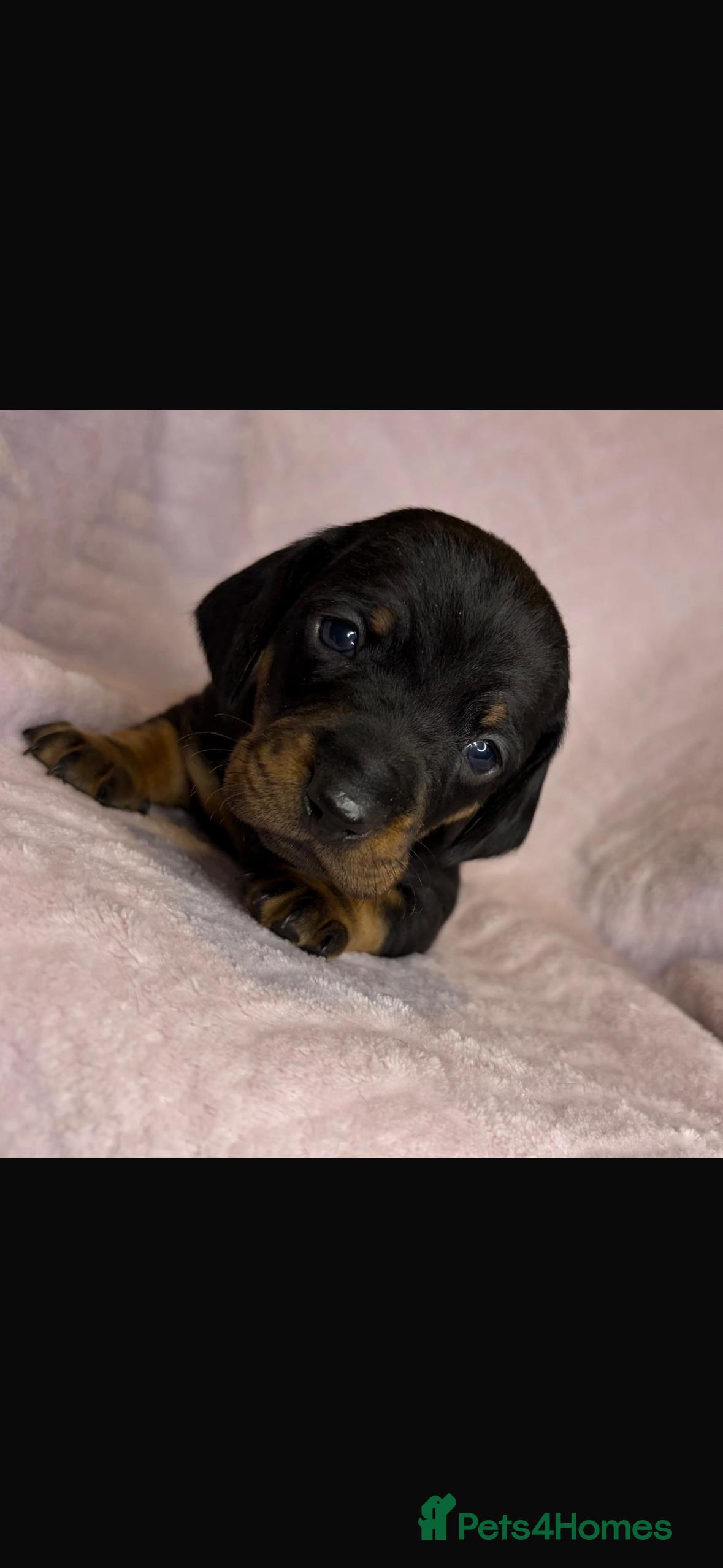 Miniature Dachshund dogs Beautiful dachshund puppies for sale  - Advert 15