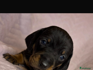 Miniature Dachshund dogs Beautiful dachshund puppies for sale - Advert 5