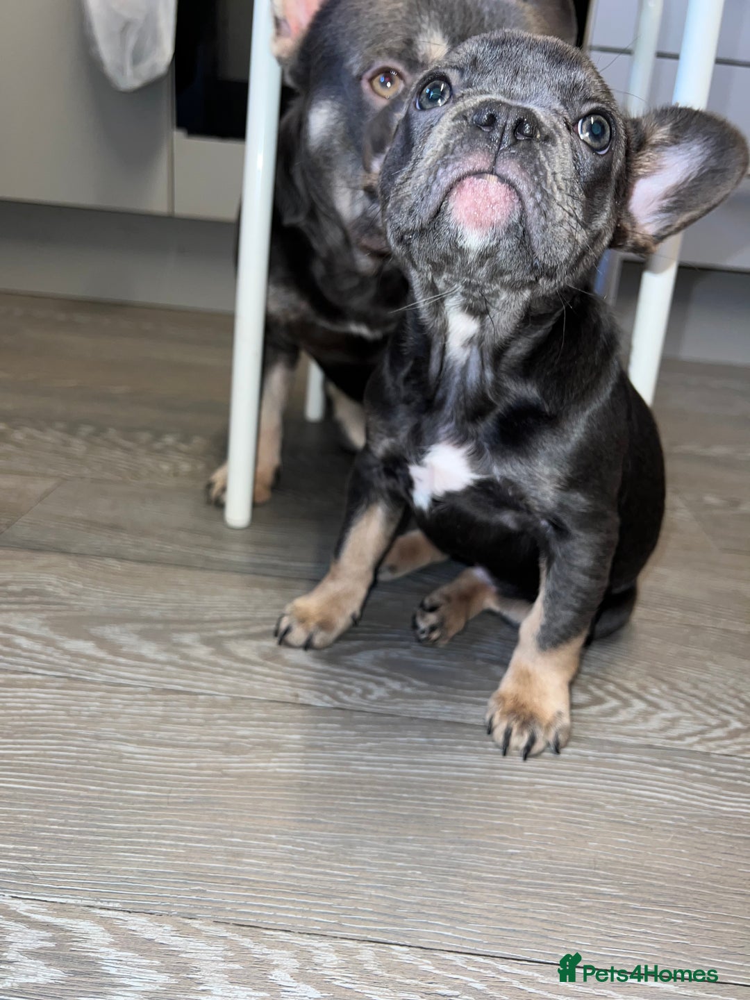 French Bulldog dogs for sale: Adorable Purebred Female French Bulldogs Ready! - Advert 6