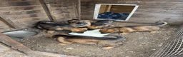 German Shepherd dogs for sale: 🤩 5 gorgeous German Shepherd pups  in Crewe - Advert 7