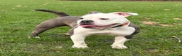 Old Tyme Bulldog dogs for sale: EXQUISITE Old tyme English bulldog puppies  - Advert 4