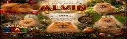 Pomeranian dogs for stud: incredible deep orange stud boy - Advert 1