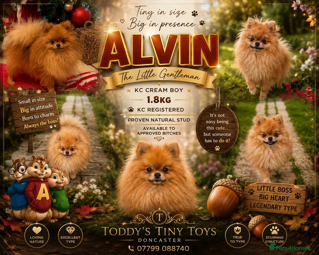 Pomeranian dogs for stud: incredible deep orange stud boy - Advert 1