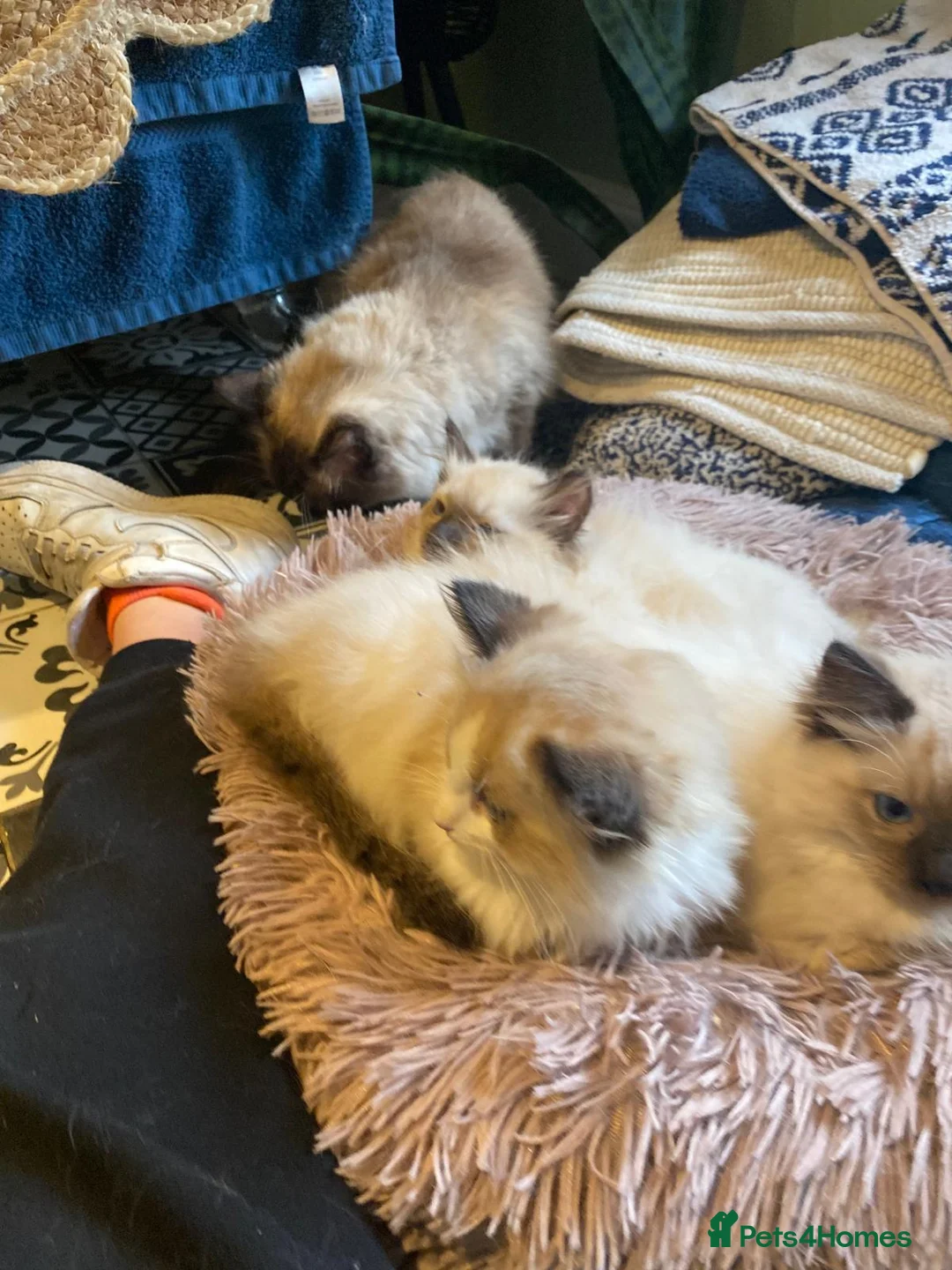 Ragdoll cats for sale: 3x stunning GCCF reg ragdolls remanding.   - Advert 21