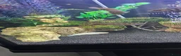Cichlids fish for sale: Juwel fish tanks with everything  in Worksop - Advert 11