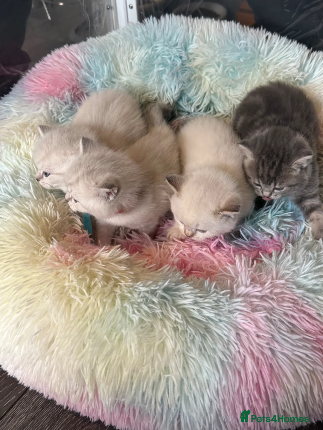 British Shorthair cats for sale: 4 stunning british short hair kittens  - Advert 39