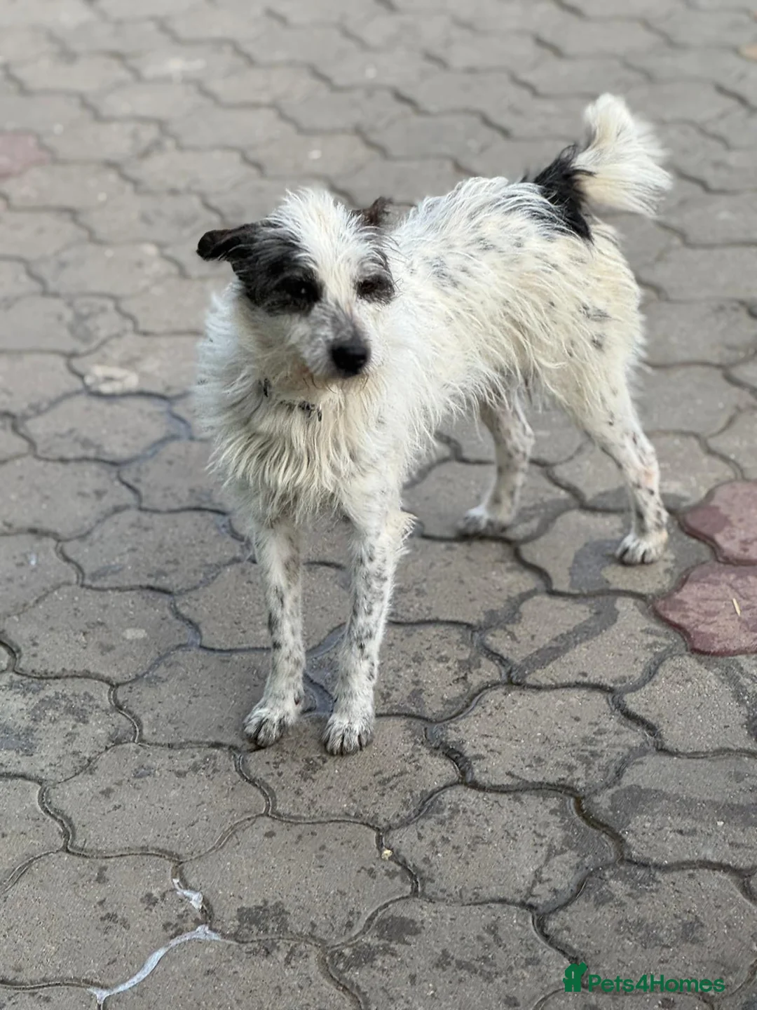 Mixed Breed dogs for adoption: 🐾MIRA🐾, a beautiful young girl for a Loving Home - Advert 3