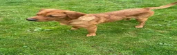 Labrador Retriever dogs for sale: Fox red labrador puppies  in Launceston - Advert 2