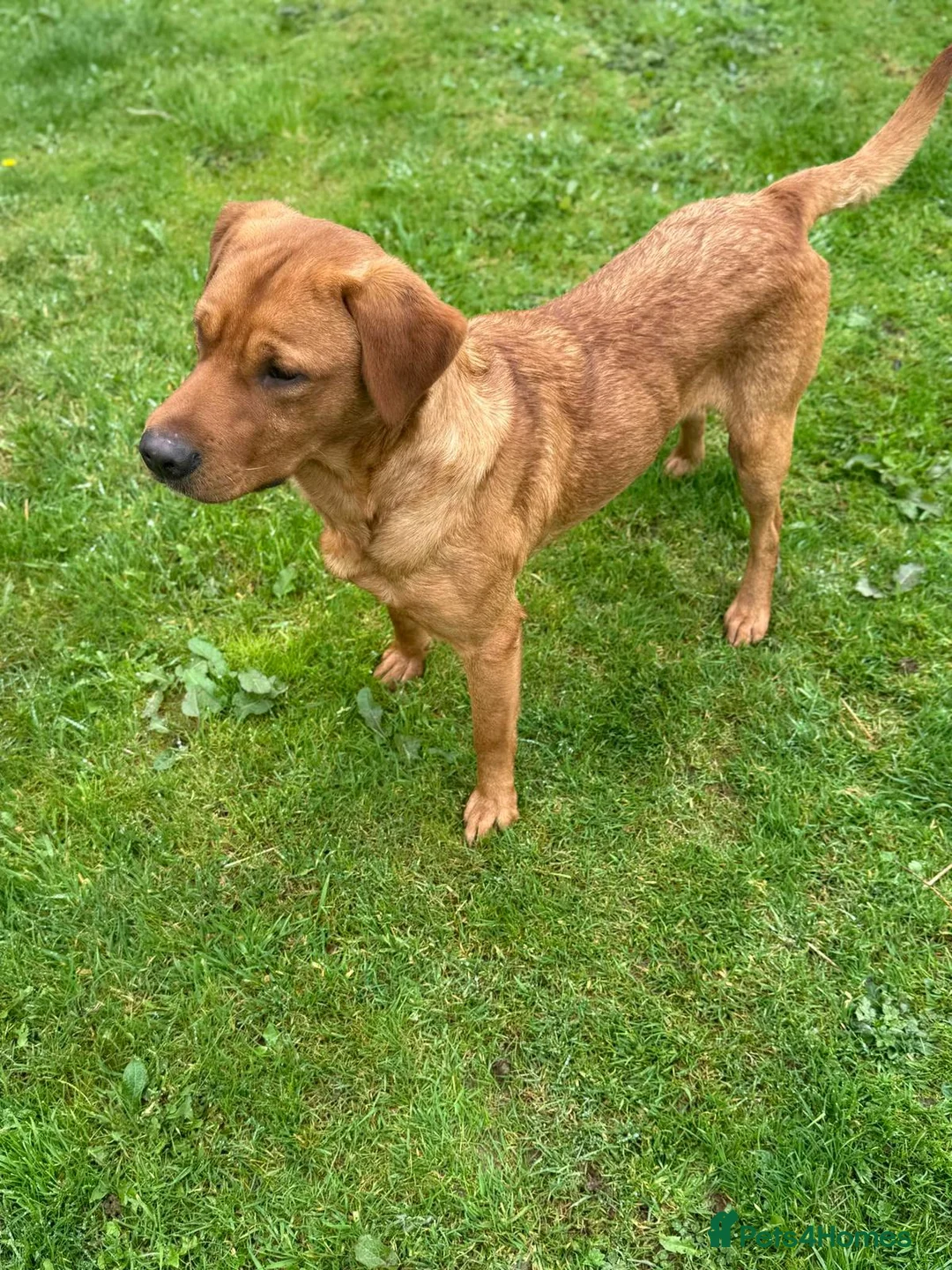 Labrador Retriever dogs for sale: Fox red labrador puppies  in Launceston - Advert 2