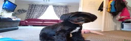 Mixed Breed dogs for sale: Labrador x Shih tzu for rehoming  - Advert 5