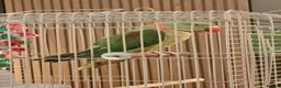 British Shorthair cats for sale: Beautiful alexandrine parrot - Advert 3