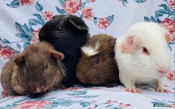 Guinea Pig rodents for sale: Pretty mix of baby boy Guineapigs  in Brighton - Image 1