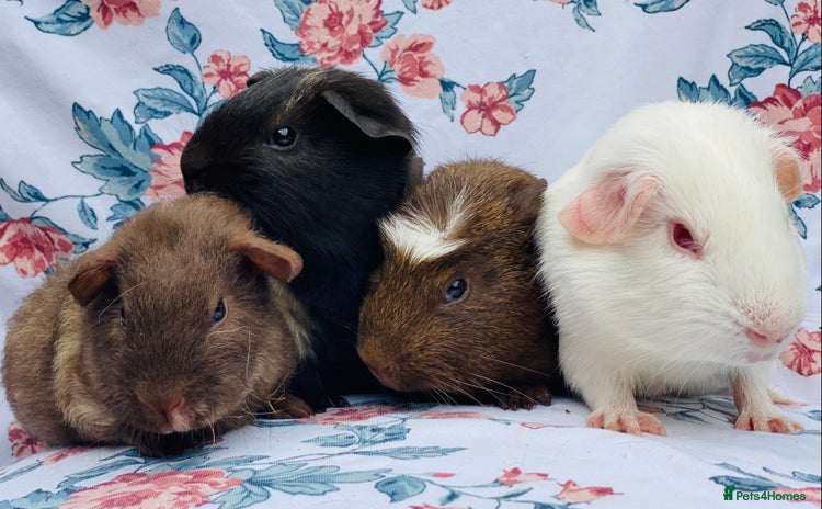 Guinea Pig rodents in Brighton - Advert 7