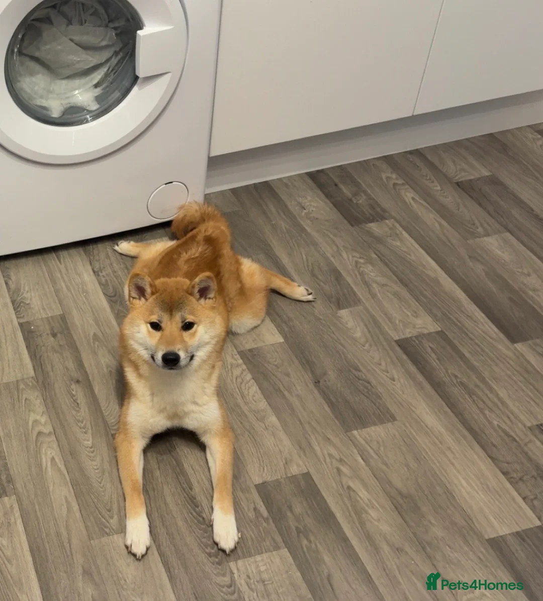 Japanese Shiba Inu dogs for sale: 9 Month Old Female Shiba Inu - Advert 2