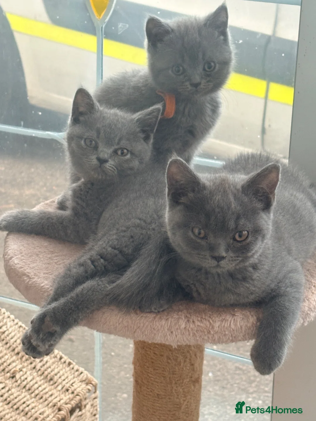 British Longhair cats for sale: British long hair kittens  - Advert 1