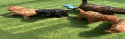 Cavapoo dogs for sale: Stunning toy-Cavapoo fully DNA tested parent   - Advert 24