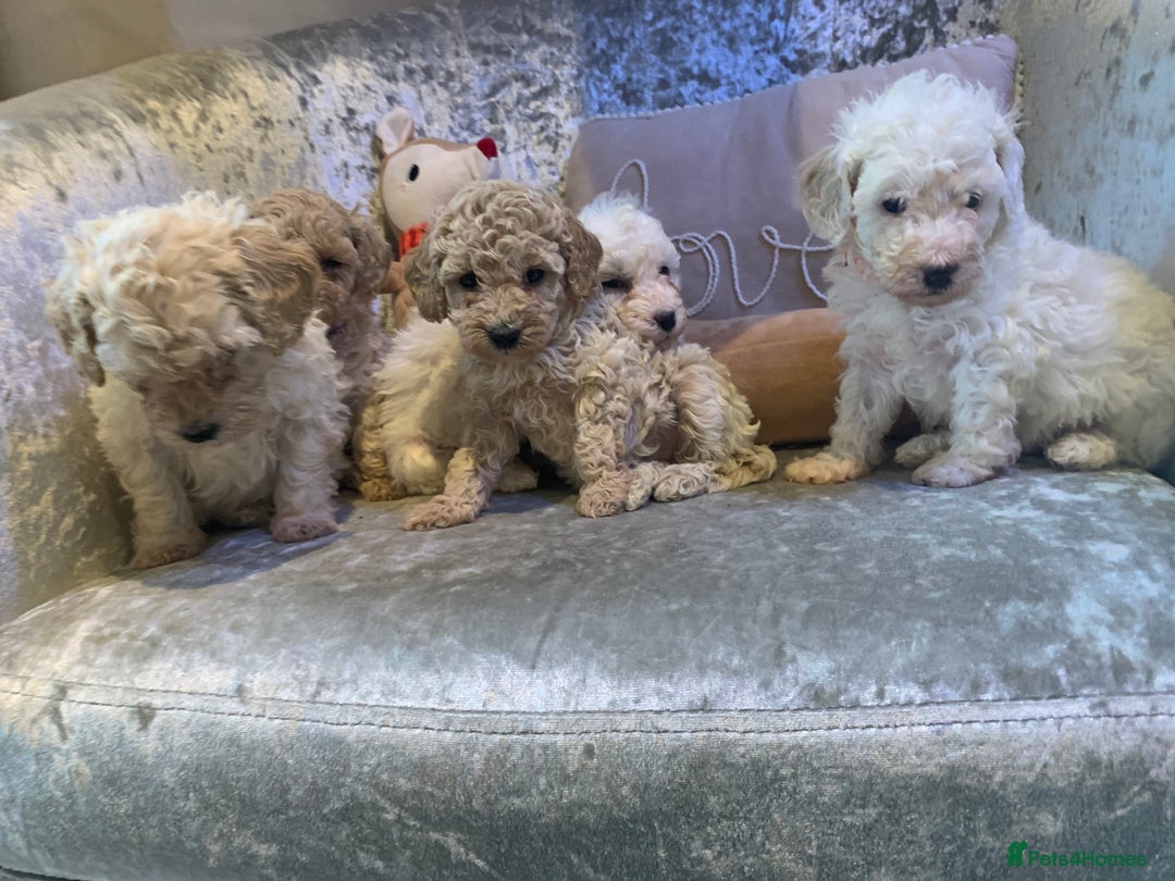Toy Poodle dogs for sale: ✨Beautiful Litter of Healthy Poodle Puppies ✨🐩 - Advert 16
