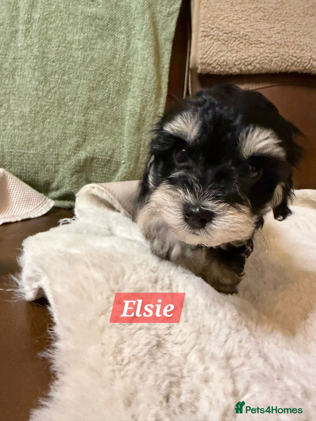 Maltipoo dogs for sale: Multipoo - Advert 34