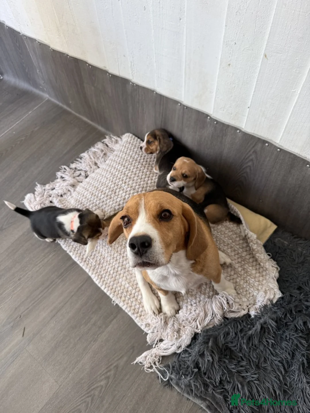 Beagle dogs for sale: Beautiful beagle girls available for sale in London - Advert 2
