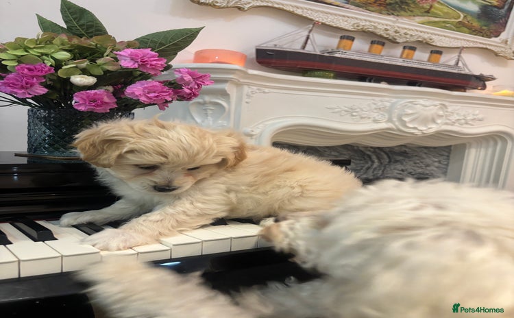 Mixed Breed dogs - Advert 4